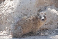 israel6171