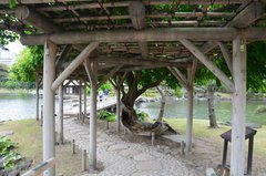 japan0631