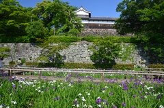japan8620