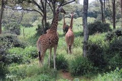 kenia0750