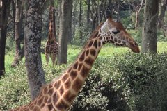 kenia0752