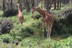 kenia0753