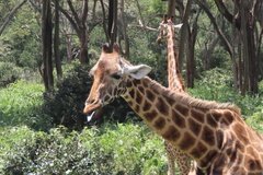 kenia0755