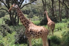 kenia0756