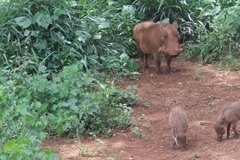 kenia0759