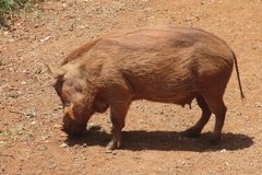 kenia0760
