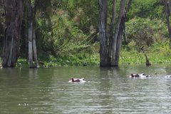 kenia2501