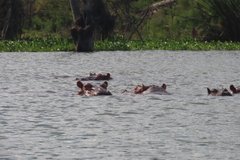 kenia2520