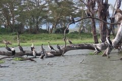 kenia2604