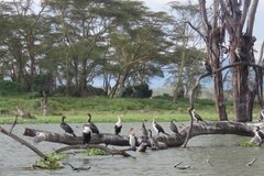 kenia2605