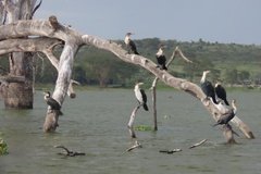 kenia2606