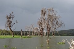 kenia2612