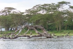 kenia2619