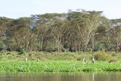 kenia2620