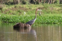 kenia2621