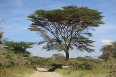 kenia3000