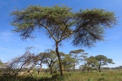 kenia3002