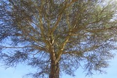 kenia3003