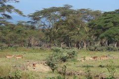 kenia3004