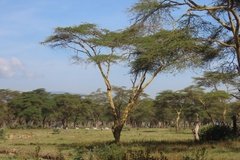 kenia3005
