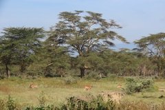 kenia3006