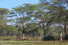 kenia3007