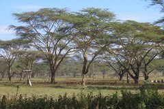 kenia3008