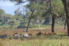 kenia3011