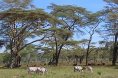 kenia3014