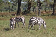 kenia3018