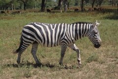 kenia3019