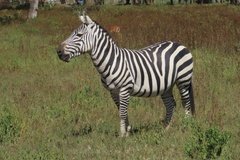 kenia3020