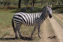 kenia3022