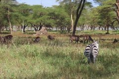 kenia3024