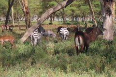 kenia3026
