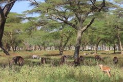 kenia3029