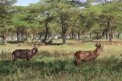 kenia3032