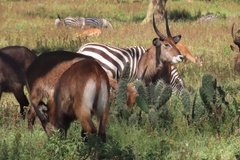 kenia3035