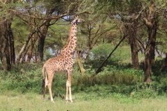 kenia3046