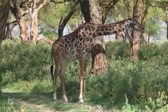 kenia3048