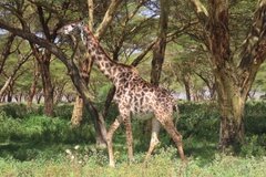 kenia3050