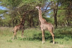 kenia3052