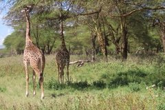kenia3055