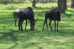 kenia3059