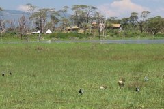 kenia3071