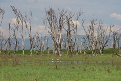 kenia3075