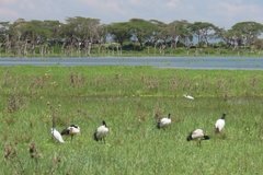 kenia3076