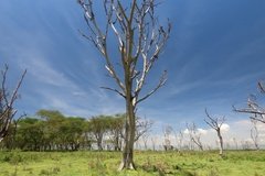 kenia3084