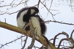 kenia3505
