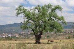kenia4003